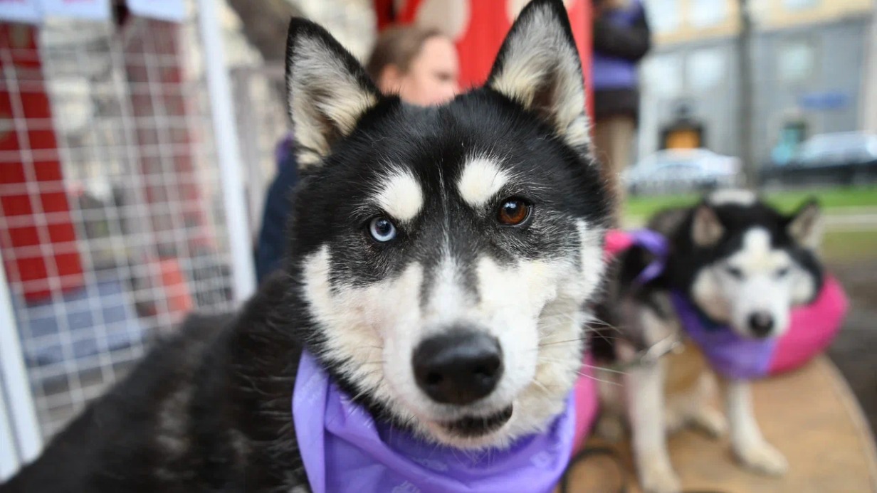 Одиннадцать хвостиков обрели дом: как прошел первый день спецпроекта «Моспитомец х Четвероногий друг» на Тверском бульваре