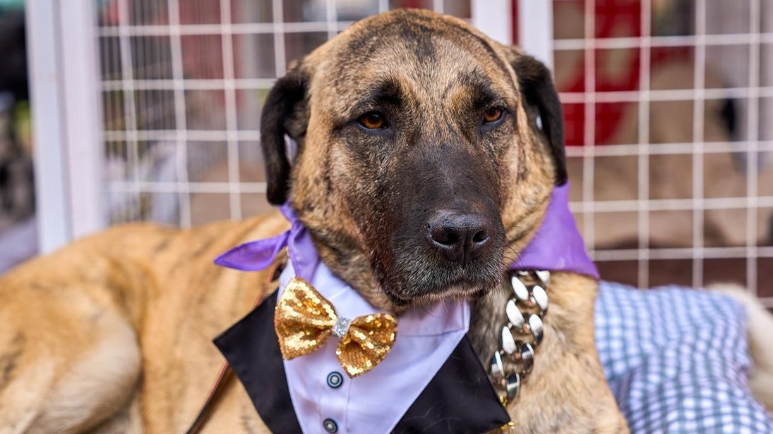 Кадры с мероприятия «Моспитомец х Четвероногий друг» доступны в «Мосфото»