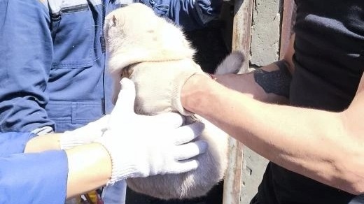 Спасатели достали кошку из-под завалов разрушенного БПЛА дома в Туапсе