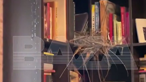 Россиянка обнаружила у себя в квартире голубятню, когда вернулась из отпуска