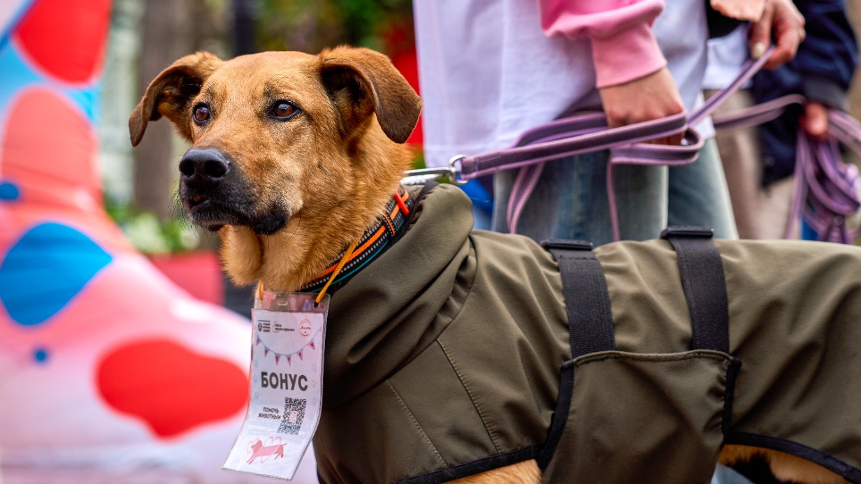 Полезный лекторий открылся на мероприятии «Моспитомец х Четвероногий друг» 