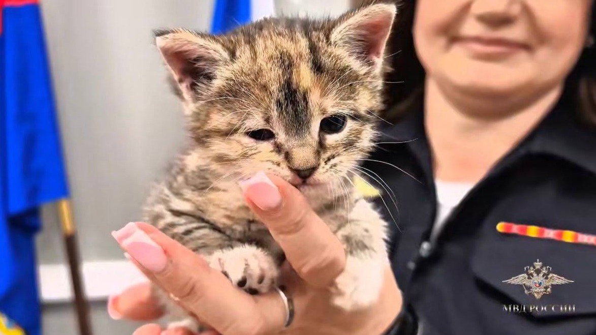 Сотрудники столичного МВД спасли котенка, застрявшего в стене здания