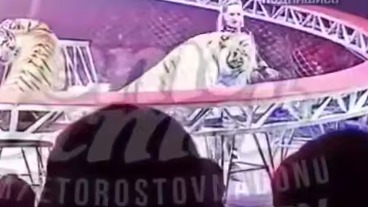 Тигр выпрыгнул с арены и побежал в зрительские ряды в цирке в Ростове-на-Дону