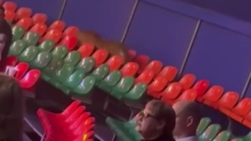 «Не бойтесь, просто сядьте»: появились кадры с разгуливающим в зрительном зале тигром