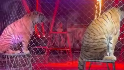 Директор цирка объяснил происшествие с тигром, выпрыгнувшим в зрительный зал