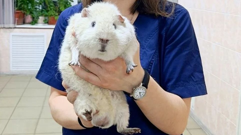 Московские ветеринары лечат огромную морскую свинку после перенесенного бронхита