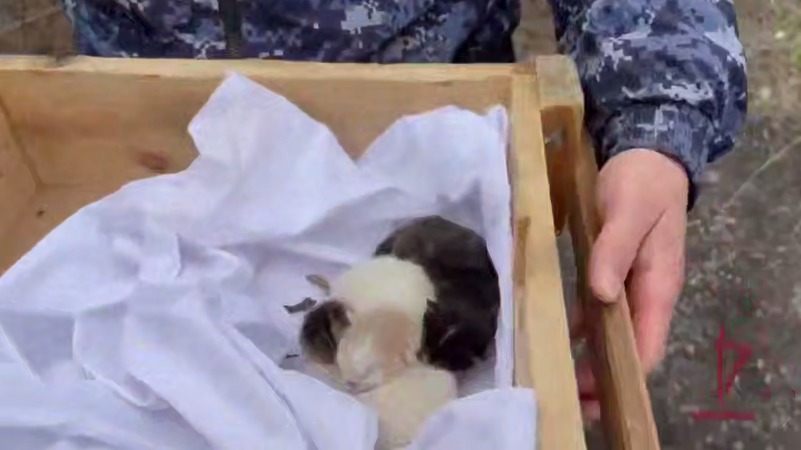 В Подмосковье росгвардейцы спасли брошенных в канаве замерзающих котят