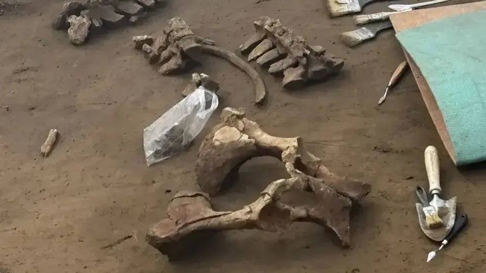 Археологи нашли останки мамонта на территории Успенского монастыря в Красноярске