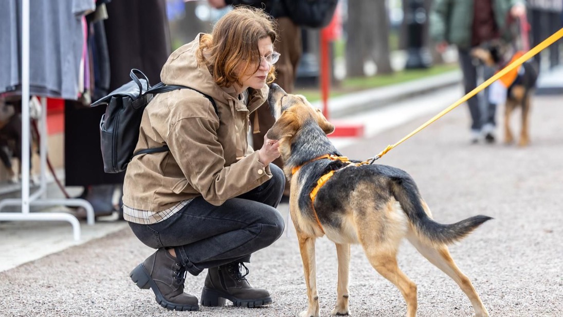 Более 50 животных нашли хозяев на мероприятии «Моспитомец х Четвероногий друг»