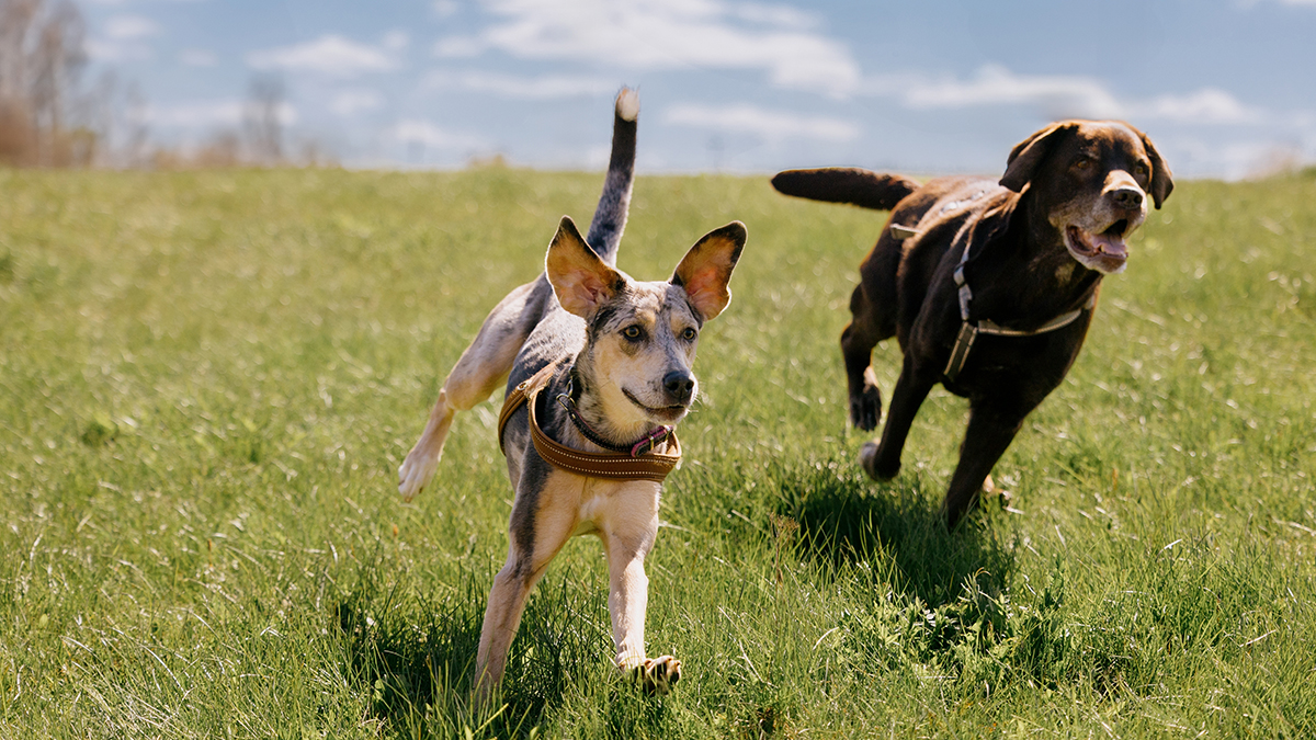 Как собаки помогают справиться с депрессией 
