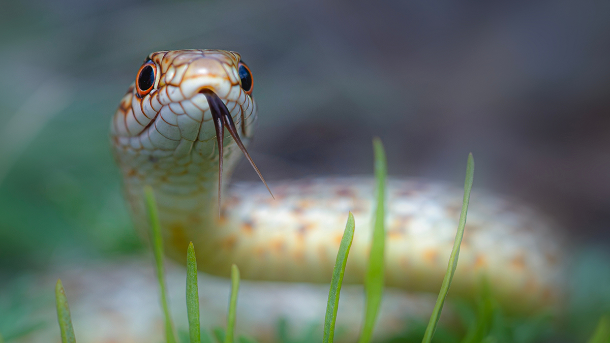Брачный сезон начался у ужей в «Лосином острове»