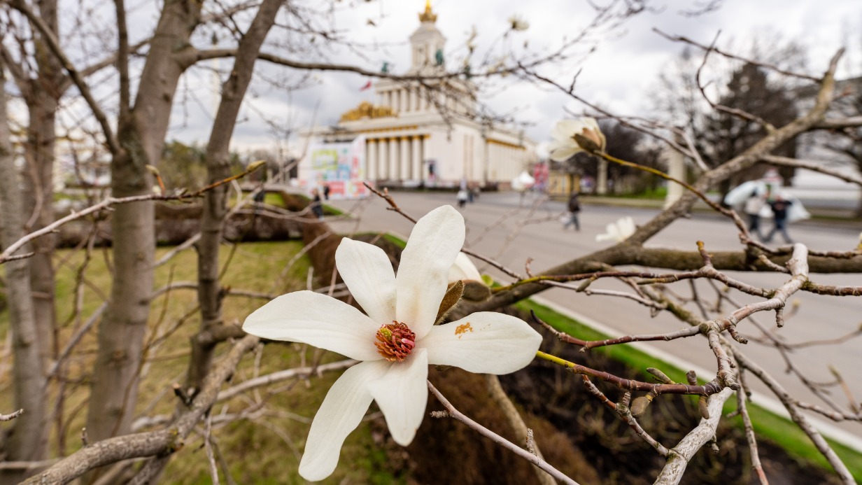 Начало цветения магнолии кобус около фонтана «Дружба народов»