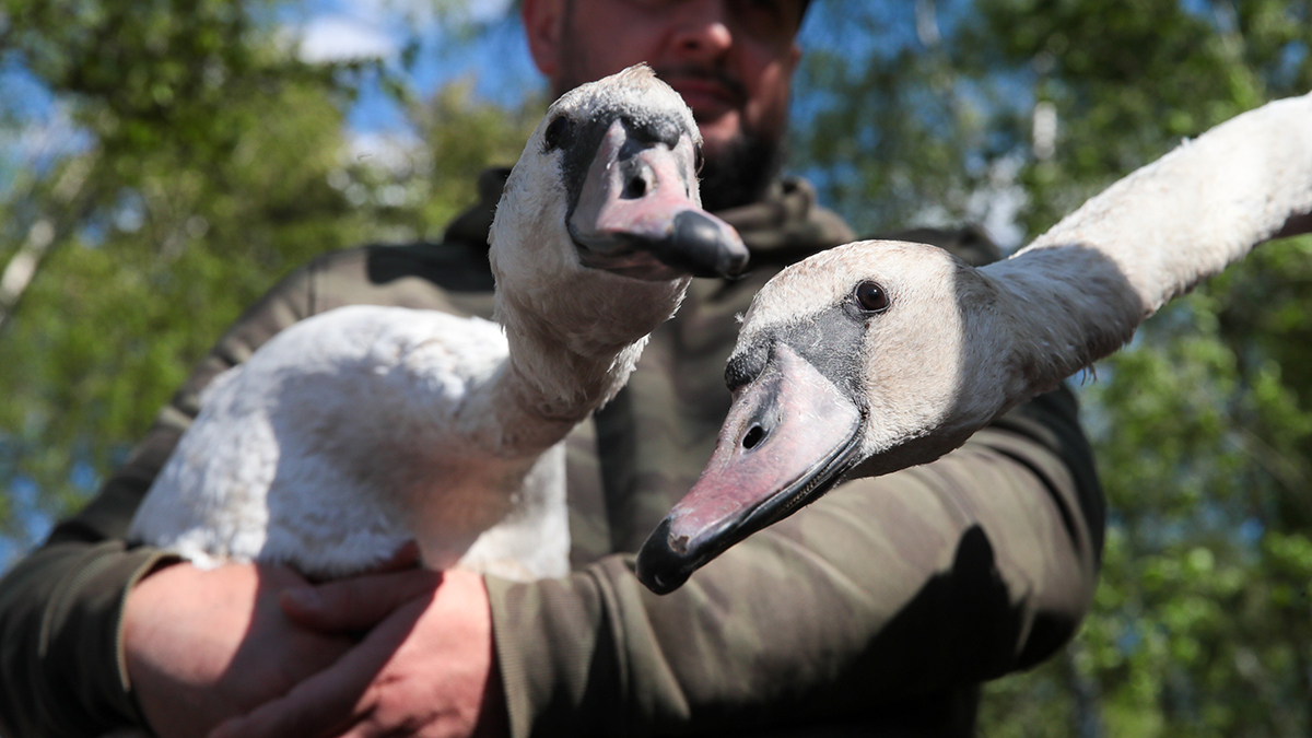 Лебеди возвращаются на водоемы столичных парков после зимовки