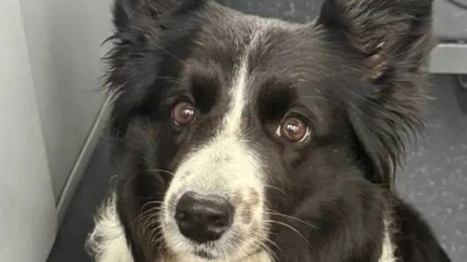 Суд в Москве рассмотрит дело мужчины, укравшего и убившего собаку Симу