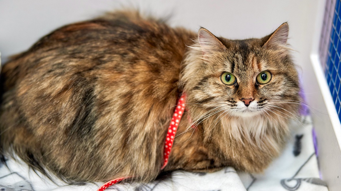 Пушистый друг: более 50 животных обрели семью на фестивале «Пасхальный дар»