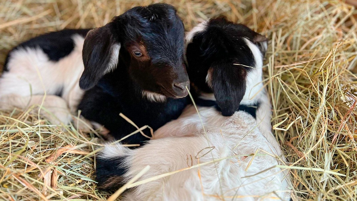 Двое козлят родились на «Городской ферме» на ВДНХ