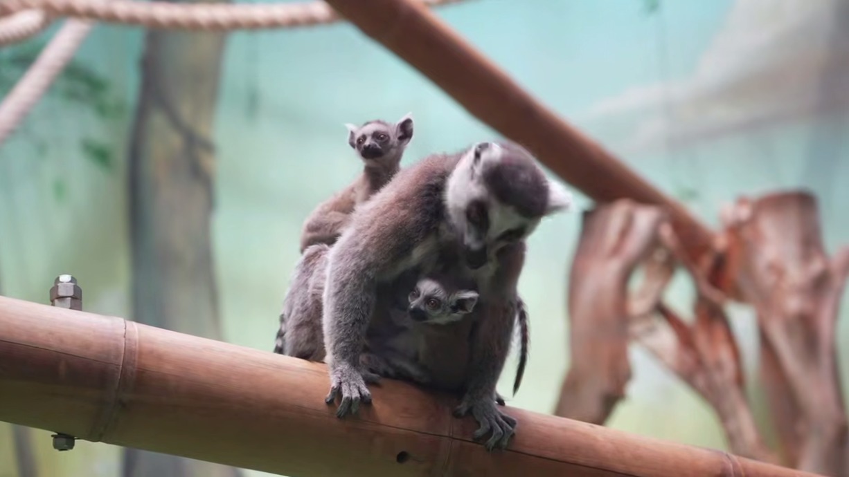 Детеныши кошачьих лемуров родились в Московском зоопарке