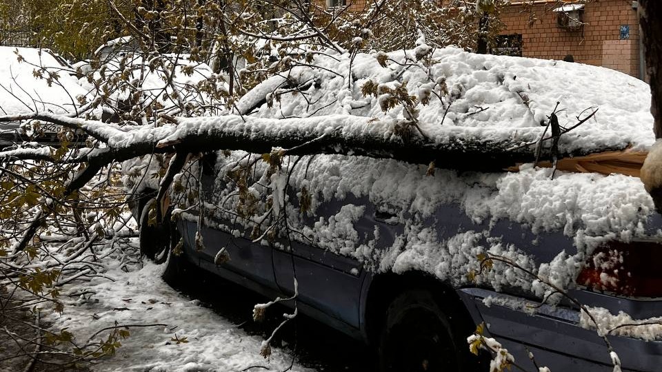 СМИ: Упавшие из-за снегопада в Москве деревья раздавили несколько автомобилей