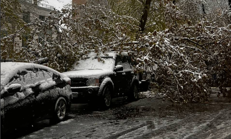 Около 200 деревьев упали в Московском регионе из-за снегопада 27 апреля