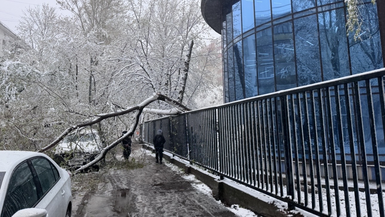 Поваленные сильным ветром деревья оперативно распиливают и вывозят в Москве