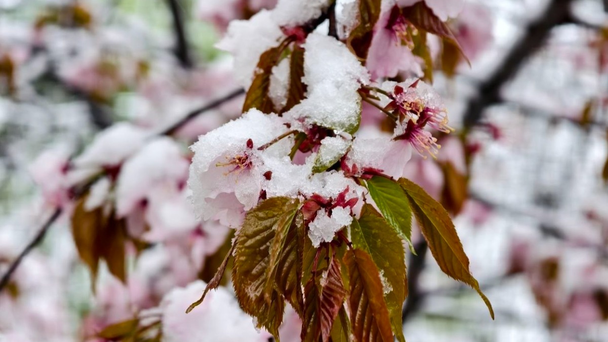 «Аптекарский огород» закроют для посетителей 27 апреля из-за непогоды