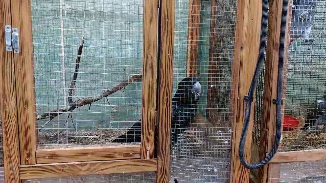 Четырех изъятых на таможне попугаев передали в Московский зоопарк