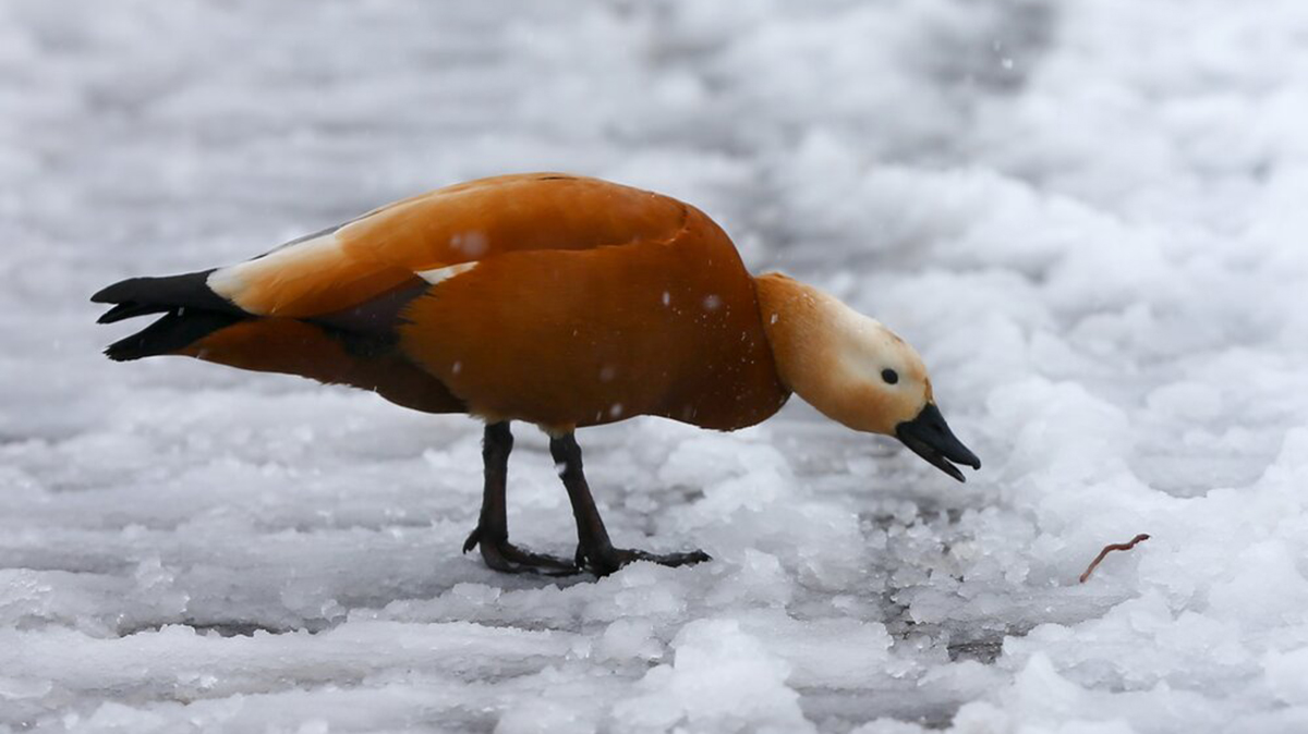 Когда в Москве закончится апрельский снегопад