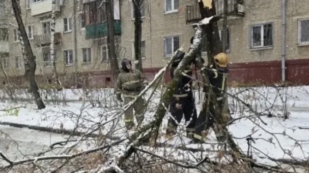 Более 500 деревьев упали в Подмосковье из-за непогоды