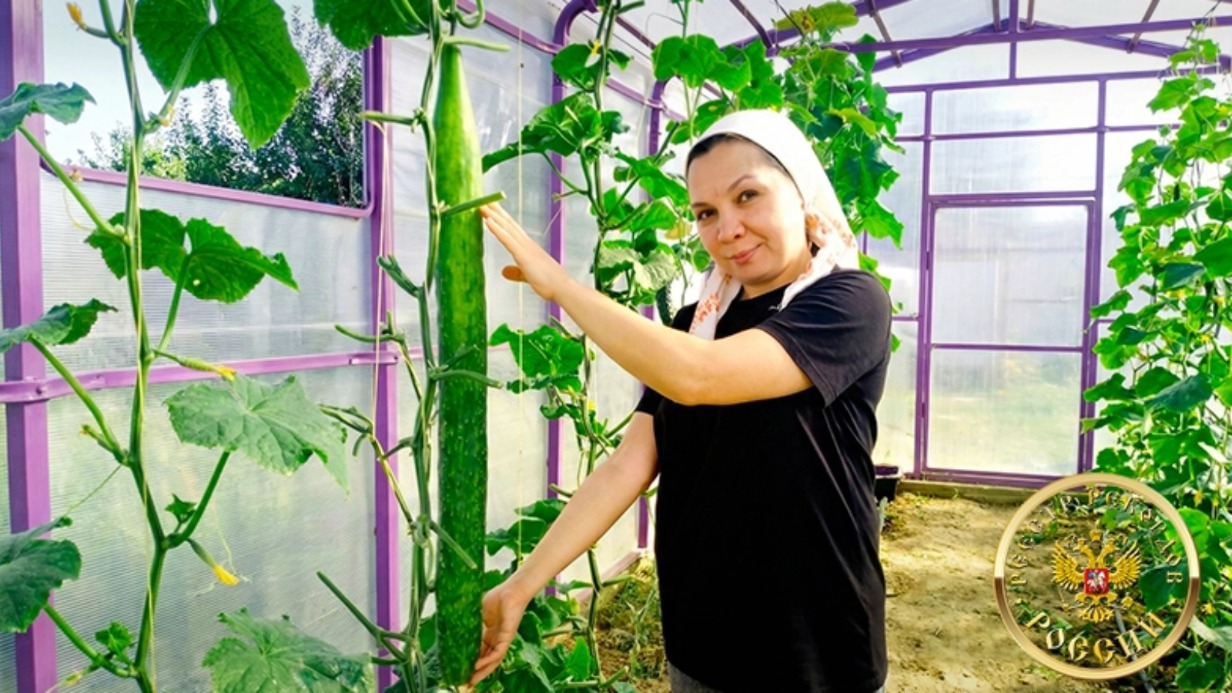 Самый длинный огурец в России вырастили под Казанью