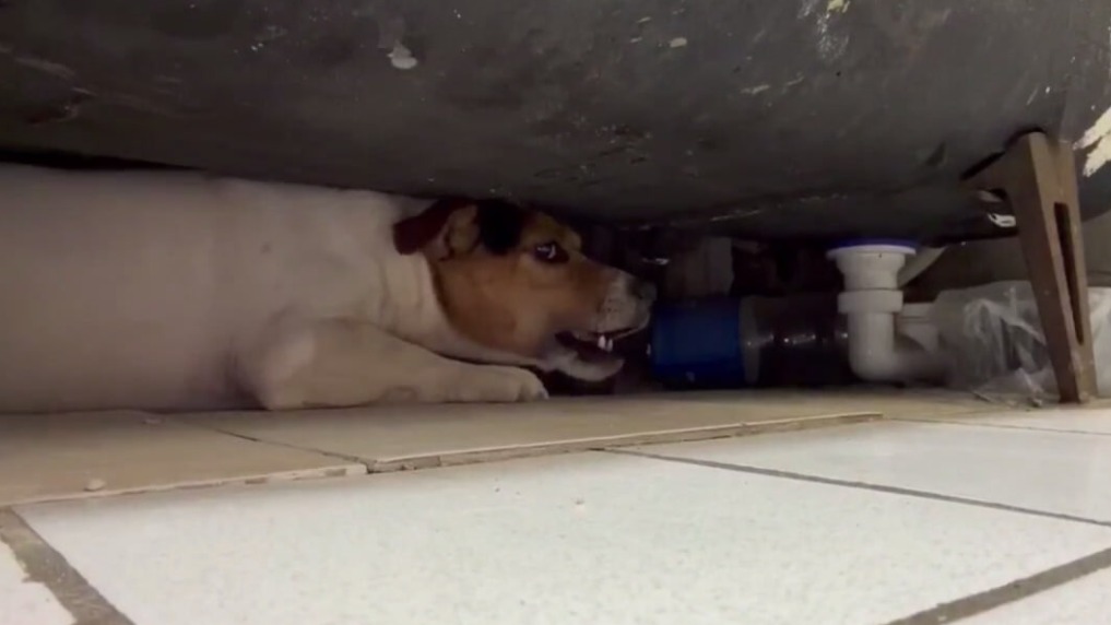 Упитанный джек-рассел во второй раз застрял под ванной на северо-востоке Москвы
