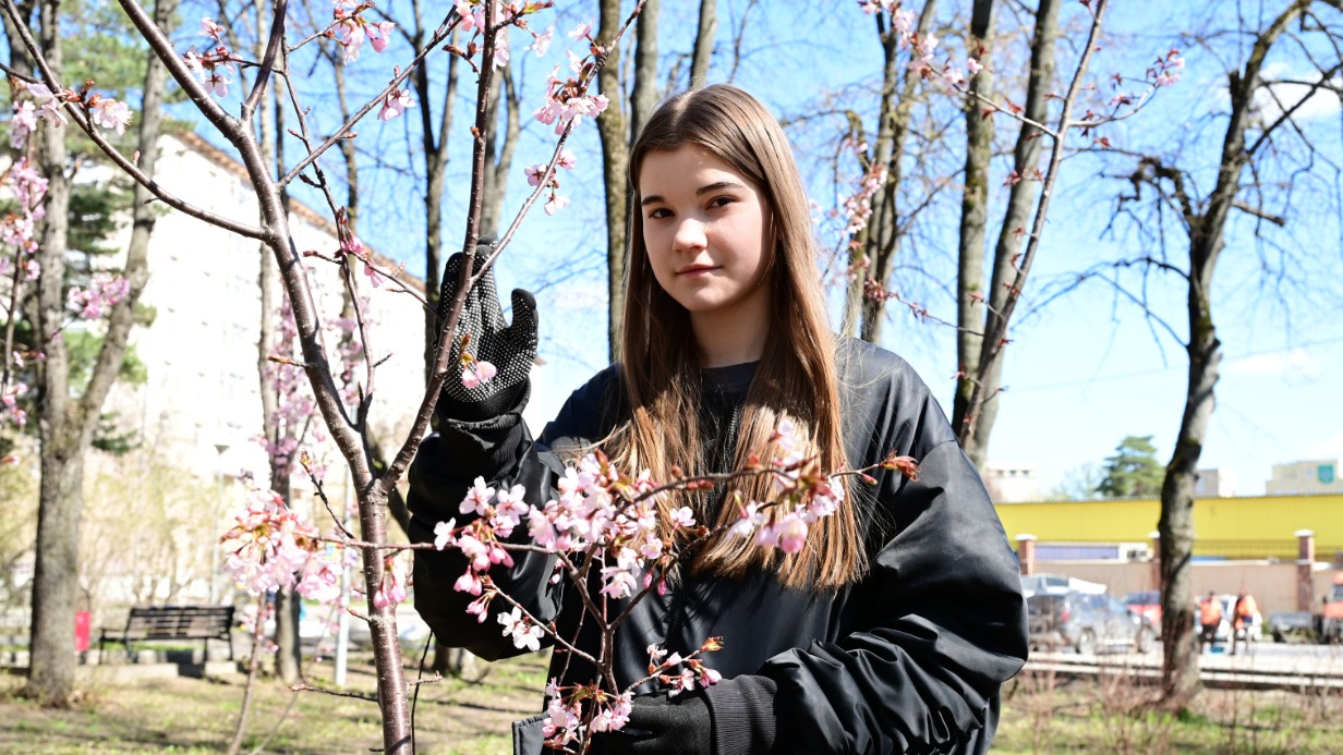 Москвичка Лада Сидорова помогала высаживать цветущую сакуру