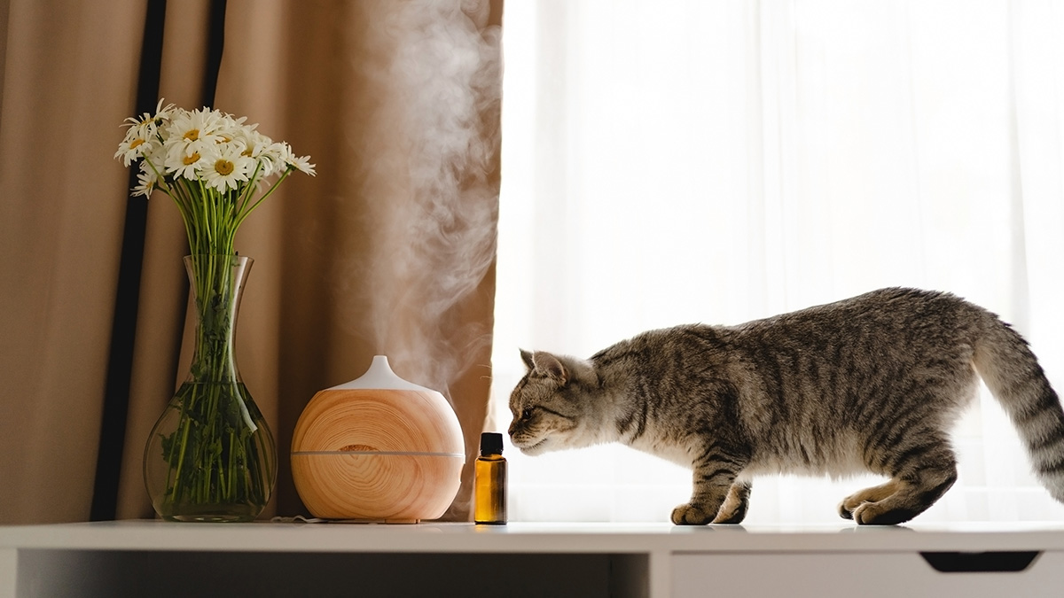 Опасны ли аромадиффузоры для питомцев