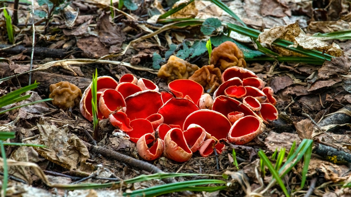 Саркосциф стало больше, и растут они часто плотными группами
