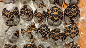 Девушку с 30 приклеенными к телу черепахами задержали в аэропорту Бангкока