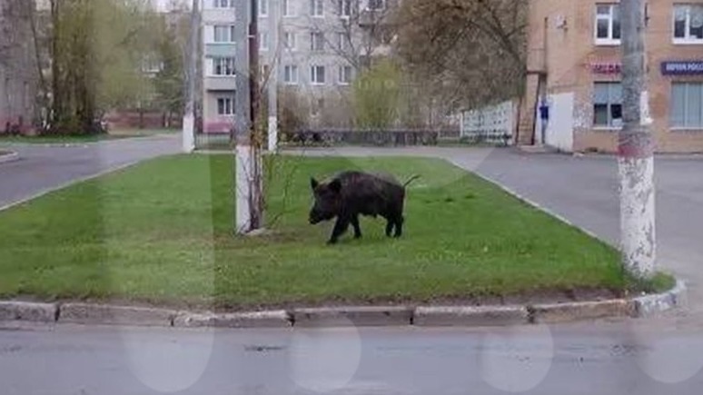 Mash: Огромный кабан распугал школьников и их родителей в Подмосковье