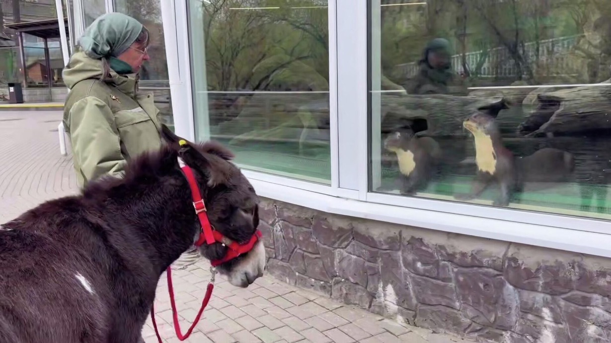 Ослик Жорик из Московского зоопарка подружился с гигантскими выдрами