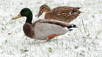 Синоптик Леус: Снежный покров появится в Москве 20 апреля