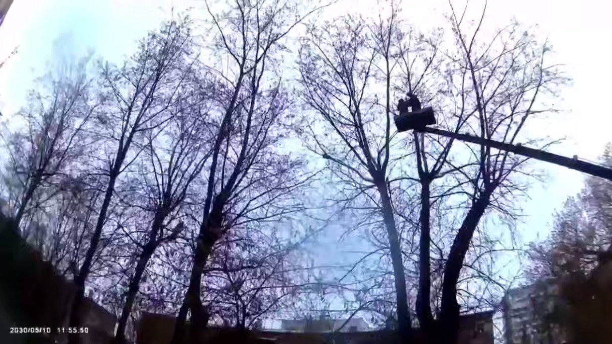 В Москве спасли кота, который три дня просидел на дереве на высоте пяти этажей