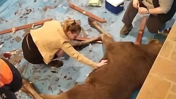 Лось в Калининграде ворвался в частный дом и провалился в пустой бассейн