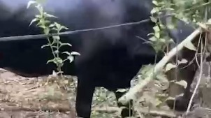 Буйволица по кличке Гаврюша напала на москвича в Индии и сломала ему руку