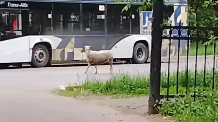 Сбежавшего барана заметили в Подольске после празднования Курбан-байрама