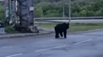 Медведь больше часа бродил по селу и напал на мужчину в Хабаровском крае