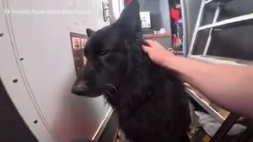 Собаку, дрейфующую на байдарке, спасли в Северном море у берегов Англии