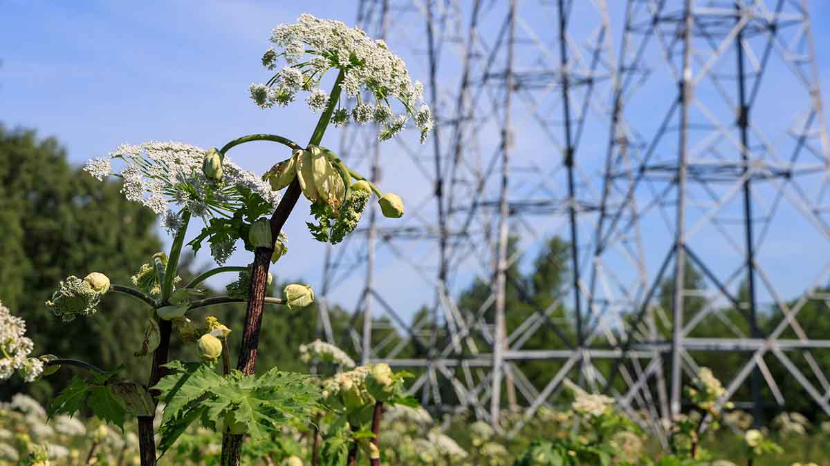 Какие растения вызывают ожог
