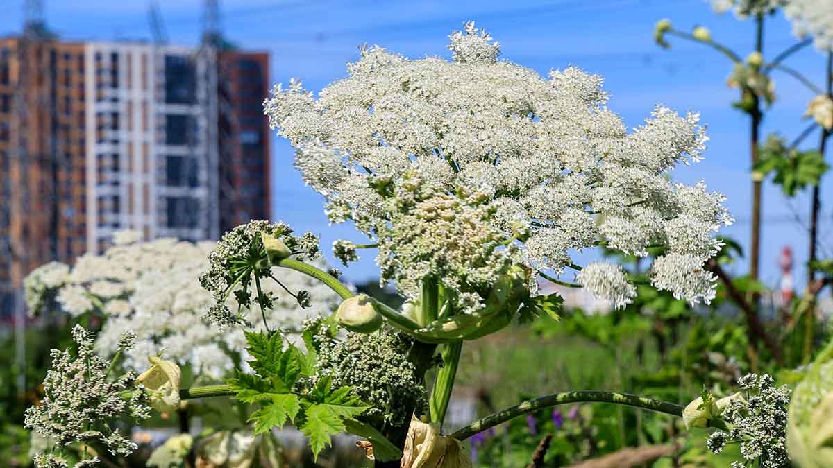 Новые правила борьбы с борщевиком в Москве: штрафы до 700 тысяч рублей