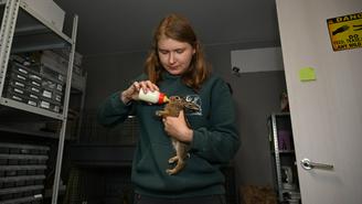 Находят на парковках и дворах: как в Москве спасают и возвращают в природу диких зайцев 