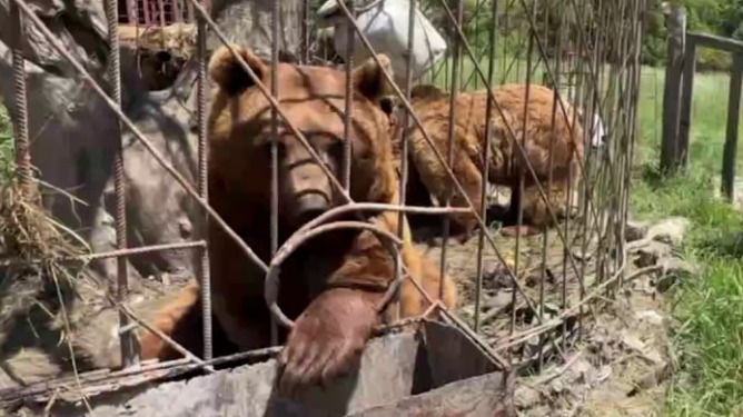 Теснота, жажда и пекло: двоих медведей бросили в запертой клетке в Дагестане