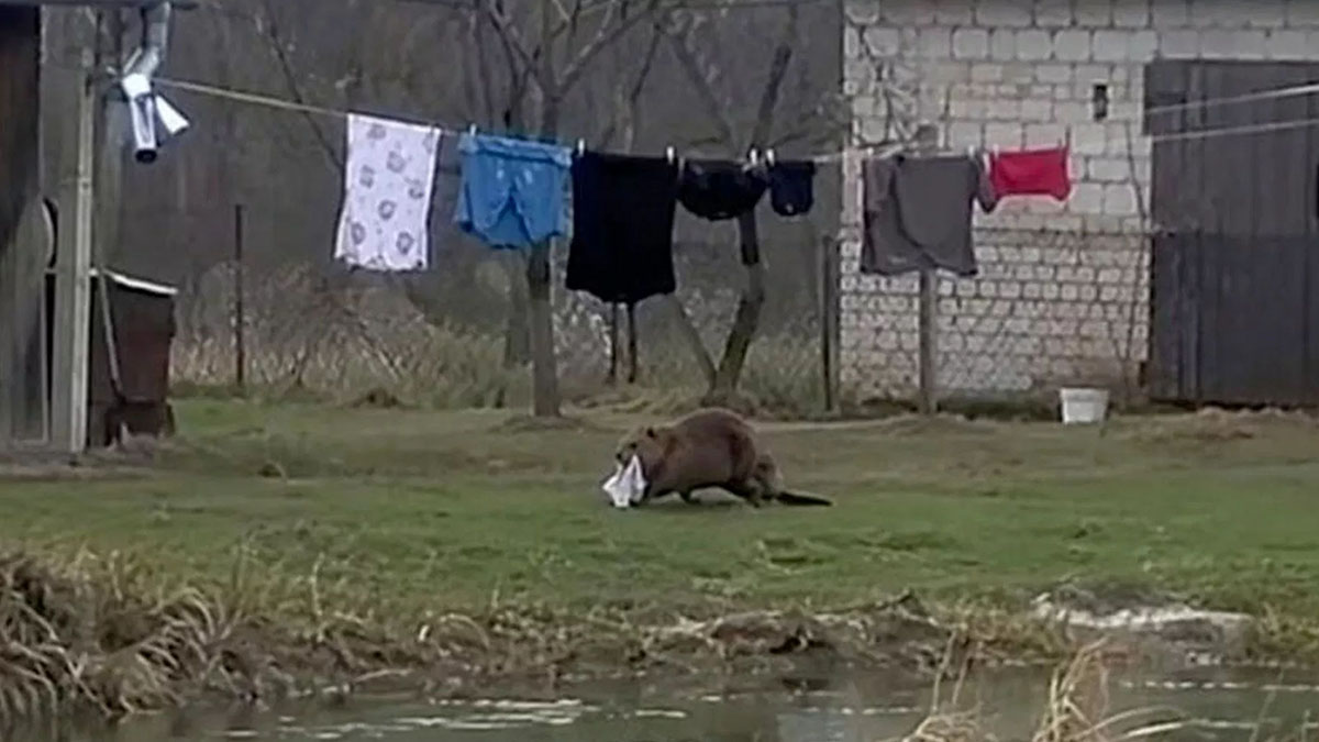 Бобер украл нижнее белье у жителя Польши