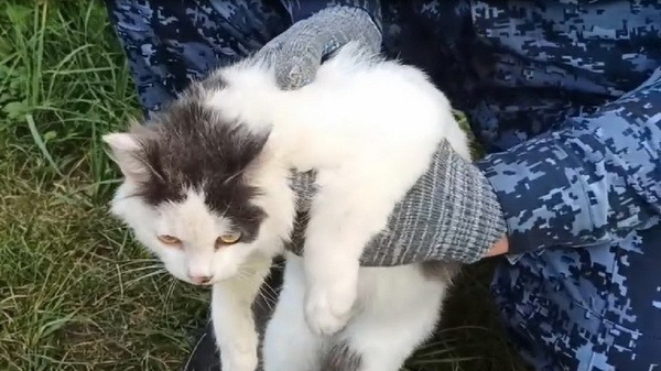 Служебная собака разоблачила кота-наркокурьера в нижегородской колонии