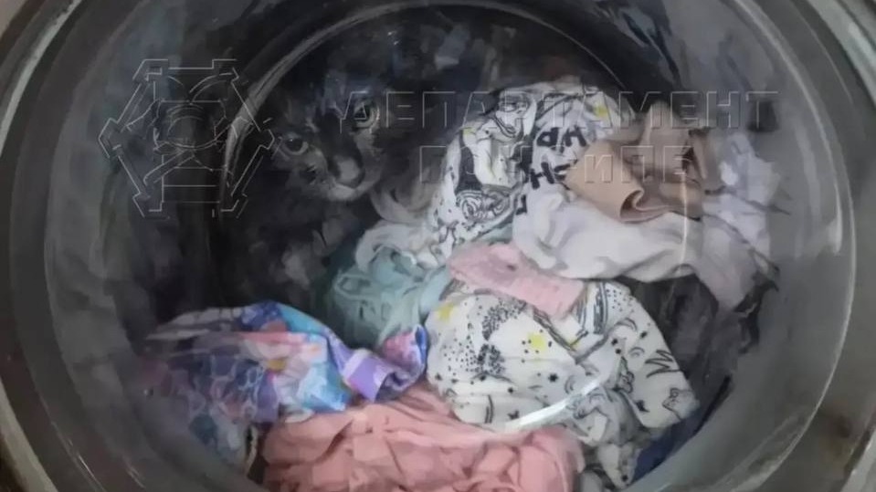 Москвичка случайно постирала котенка в стиральной машине вместе с бельем